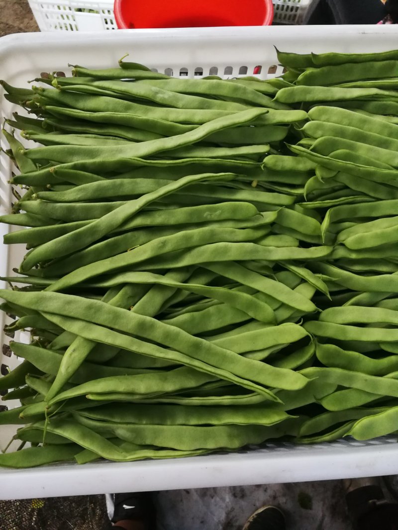 豆类