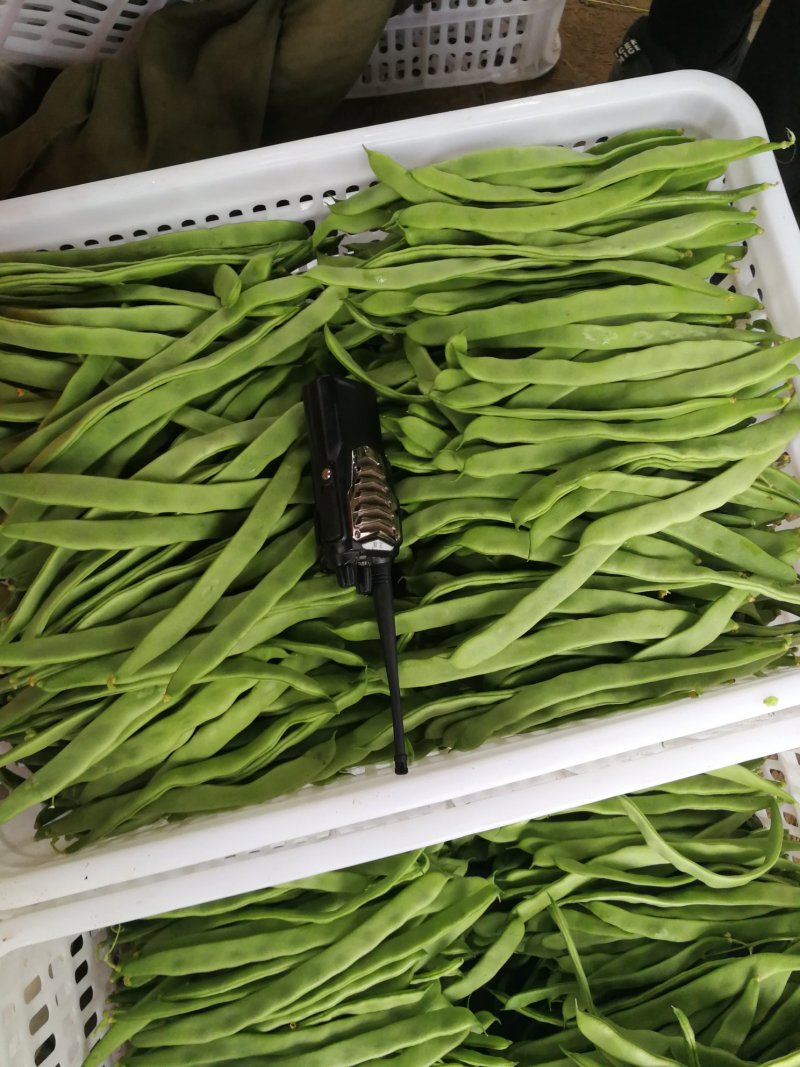 豆类