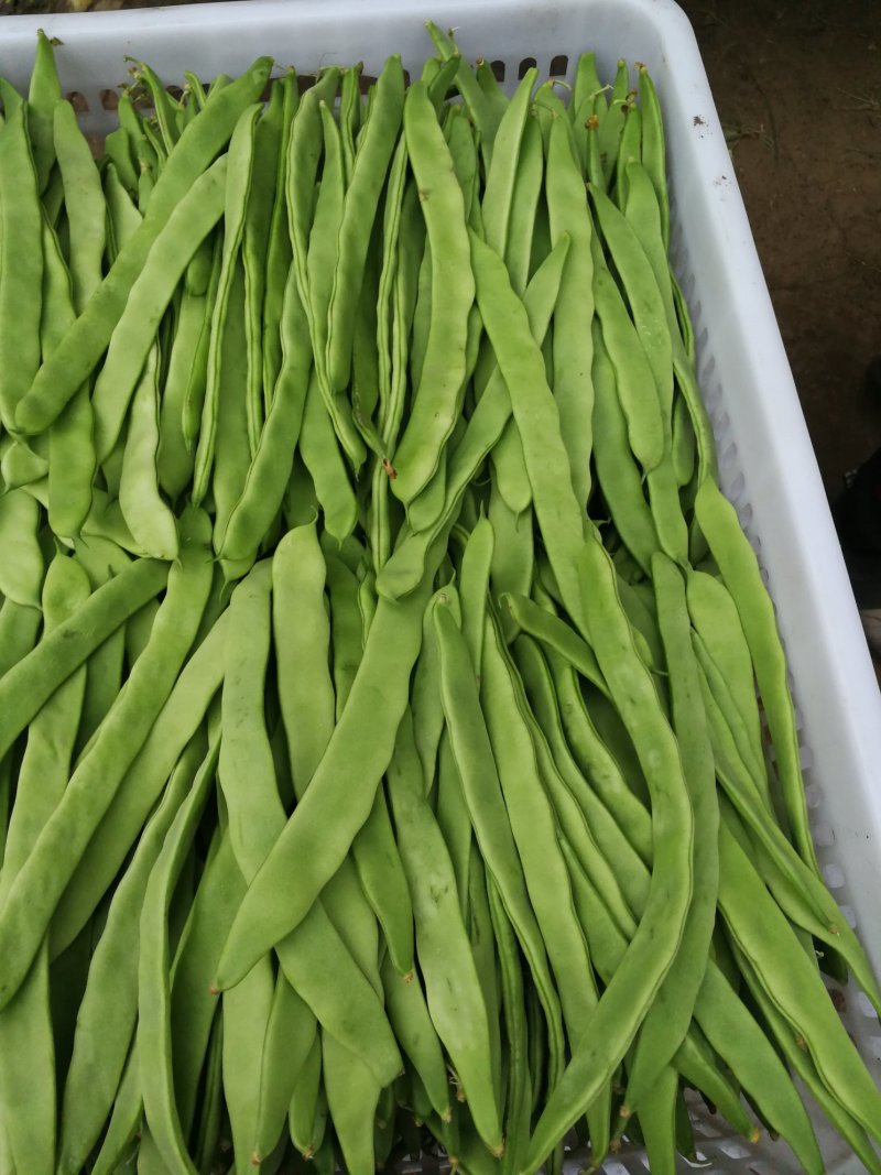 豆类