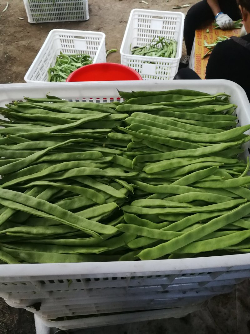 豆类