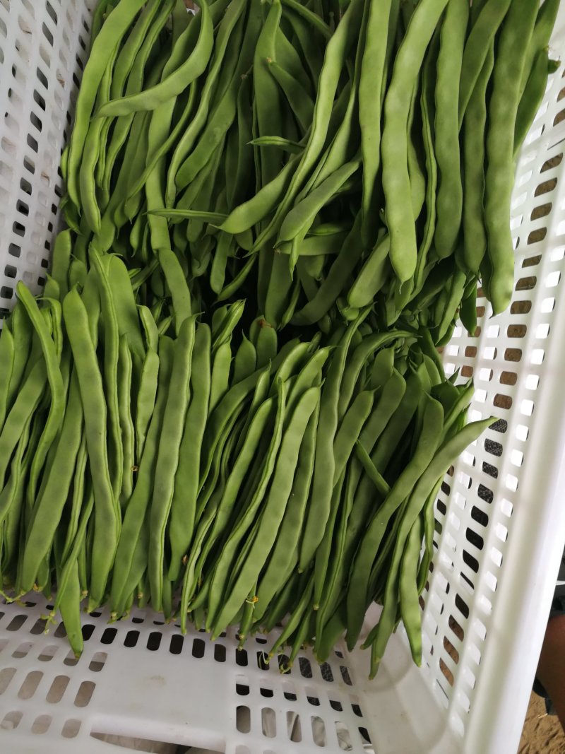 豆类