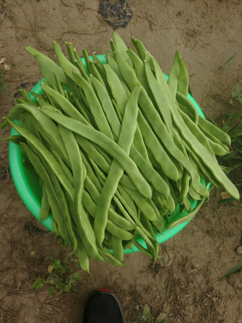 豆类