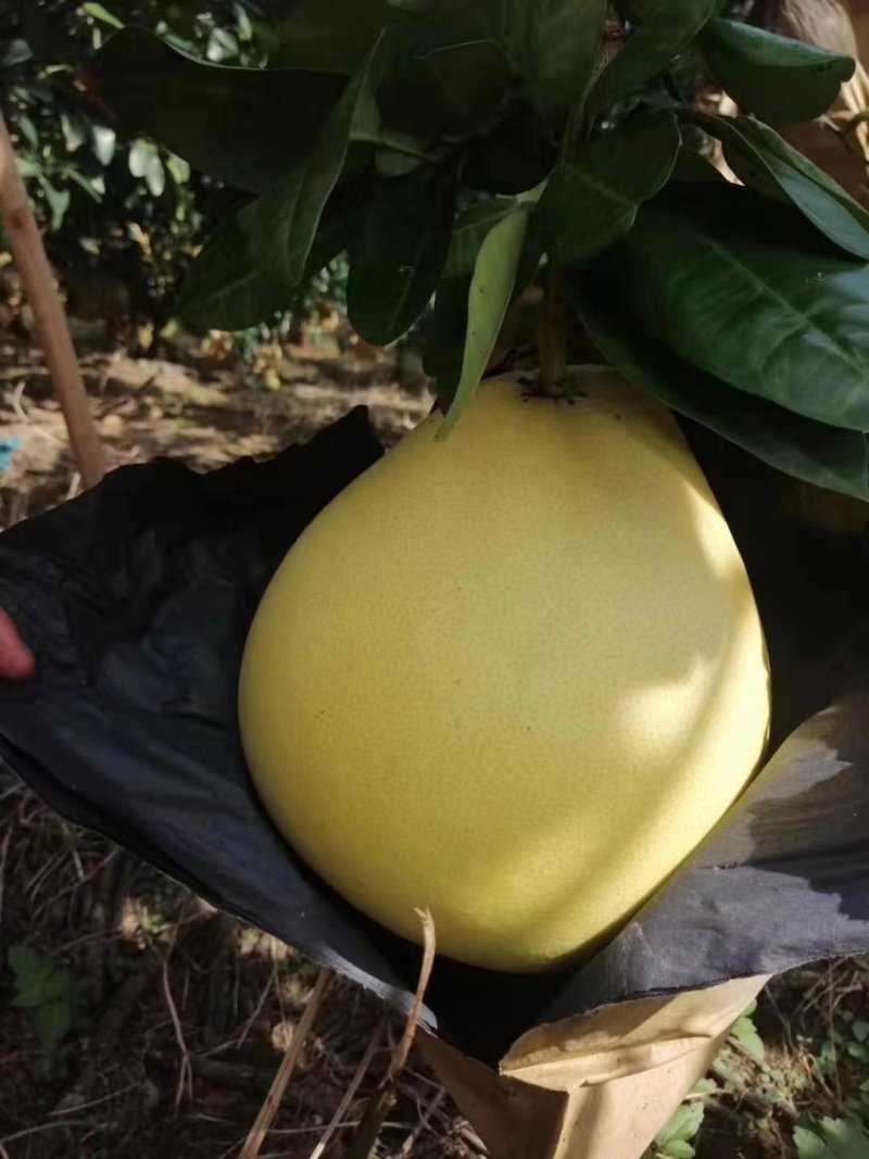 三红蜜柚