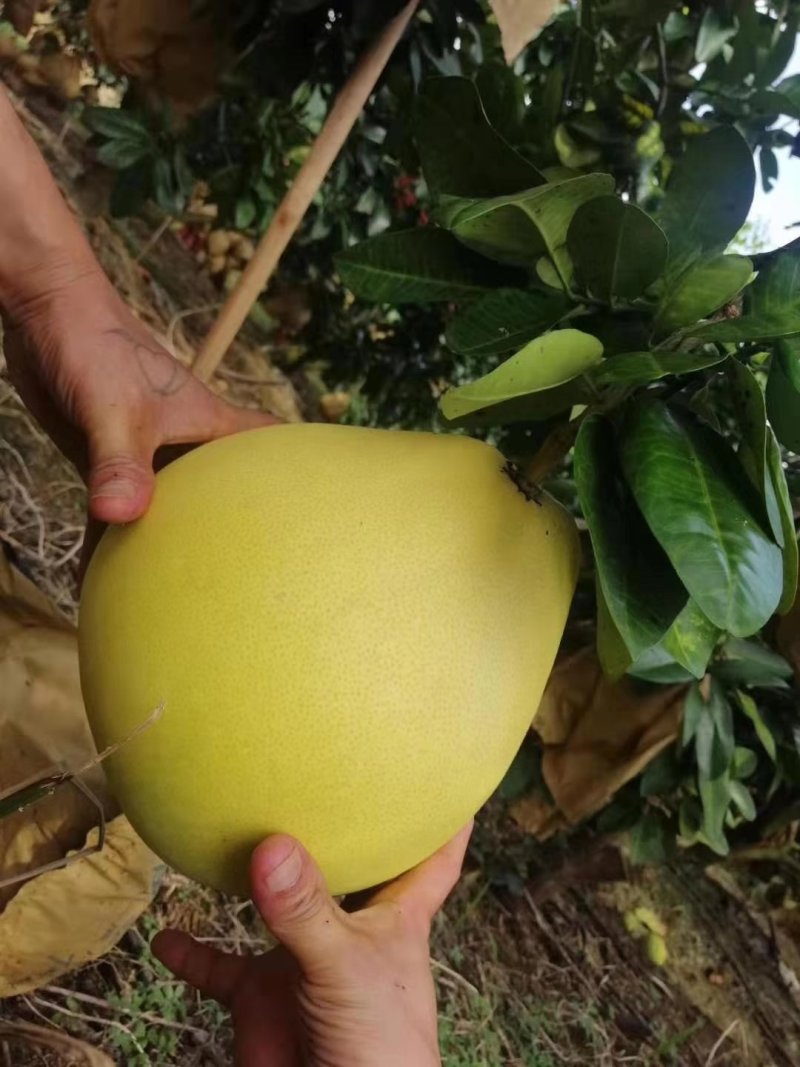 三红蜜柚