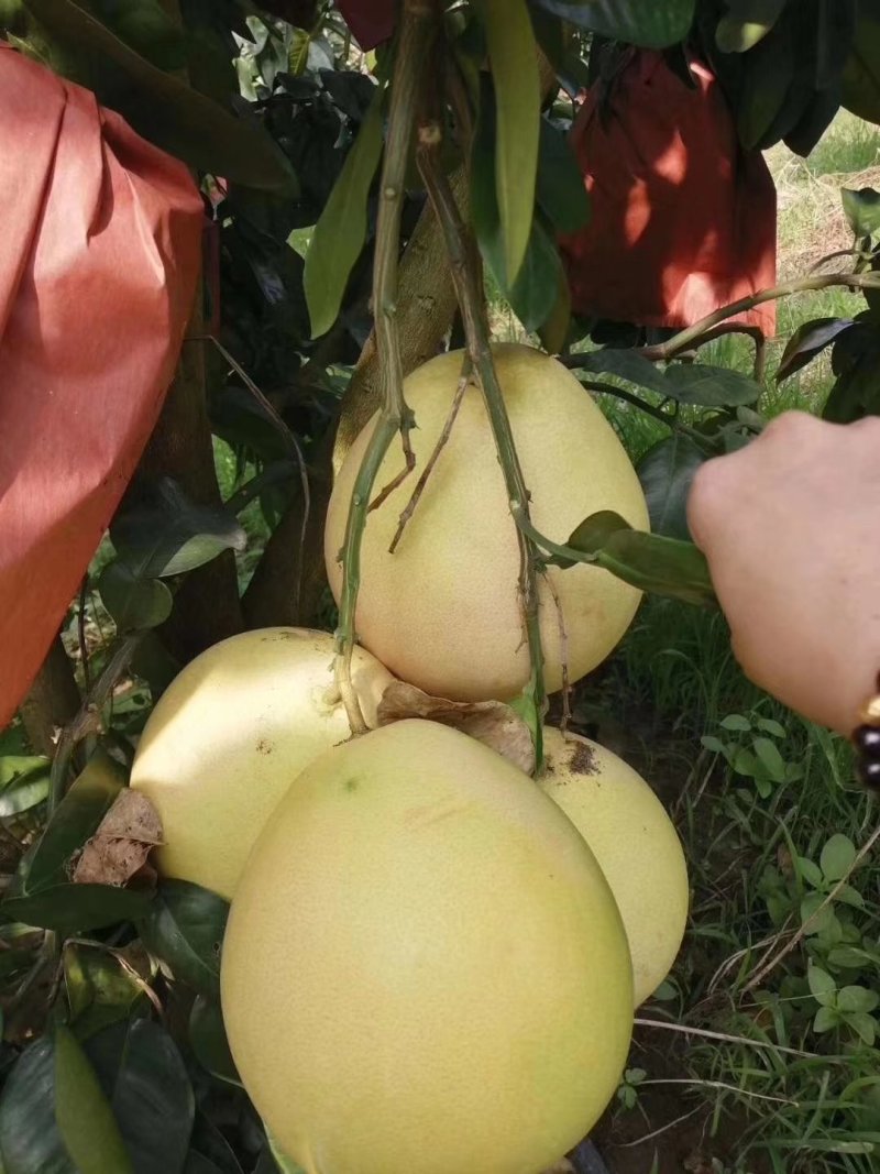 三红蜜柚