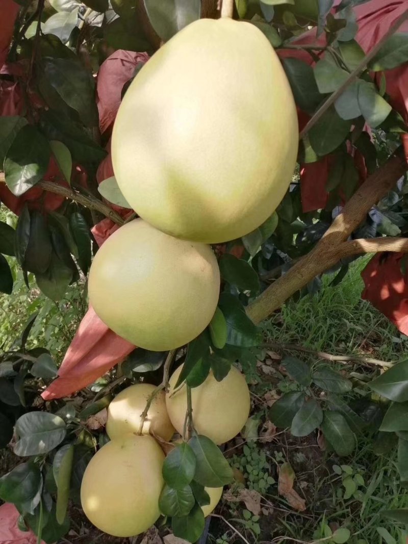 三红蜜柚