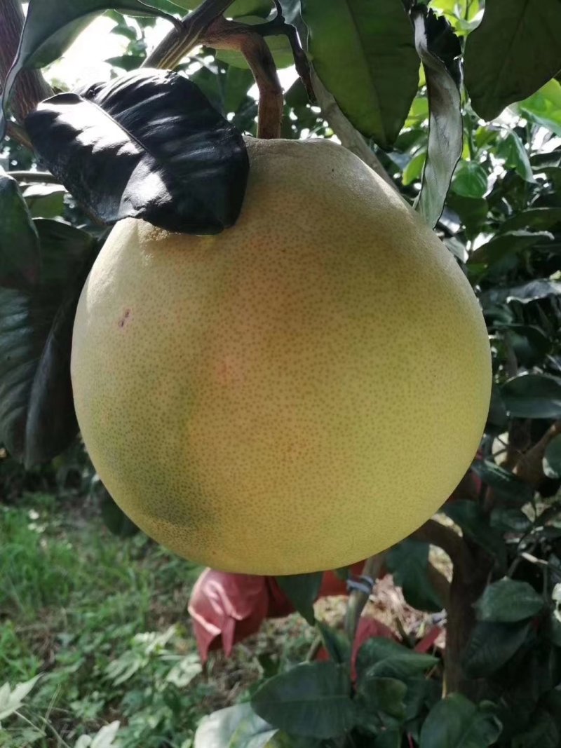 三红蜜柚