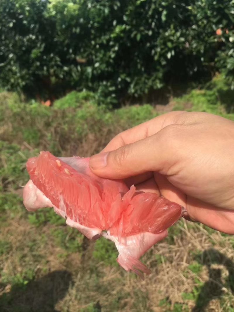 三红蜜柚