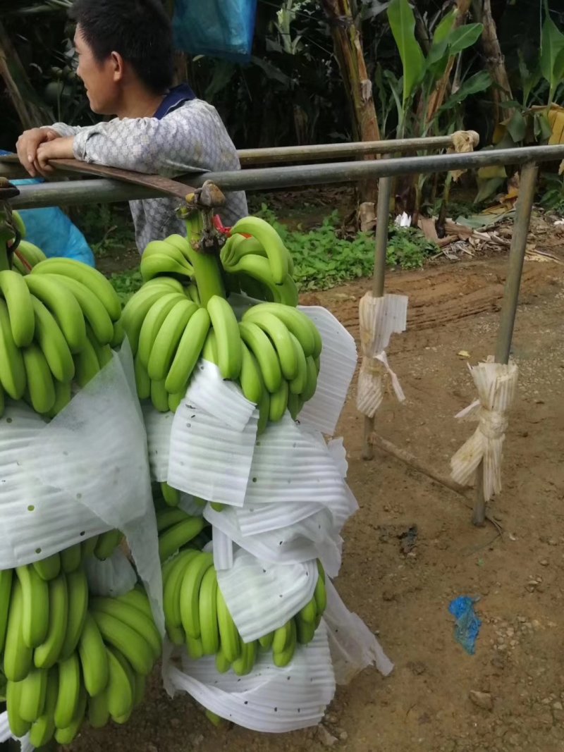 香蕉