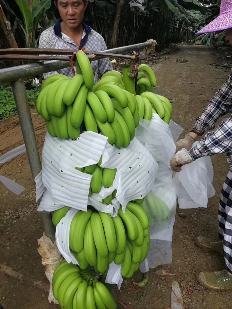 香蕉