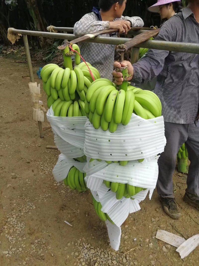 香蕉