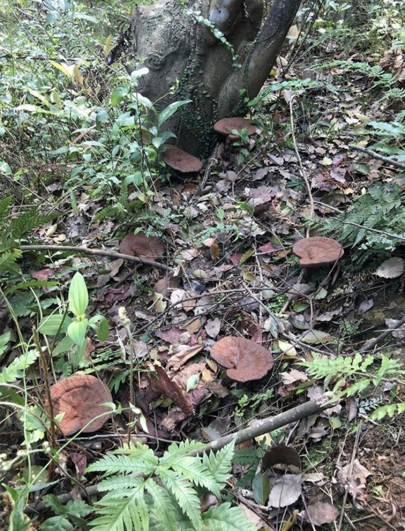 灵芝紫灵芝防野生不苦味浓有大货，欢迎咨询