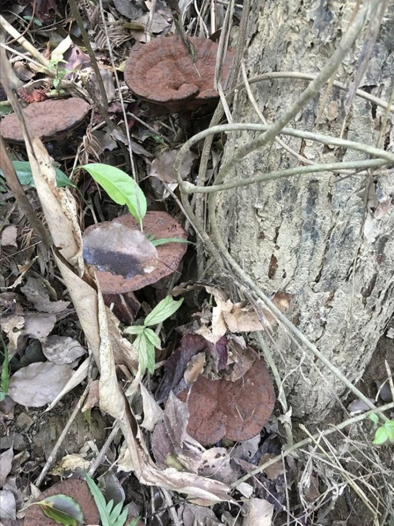 灵芝紫灵芝防野生不苦味浓有大货，欢迎咨询