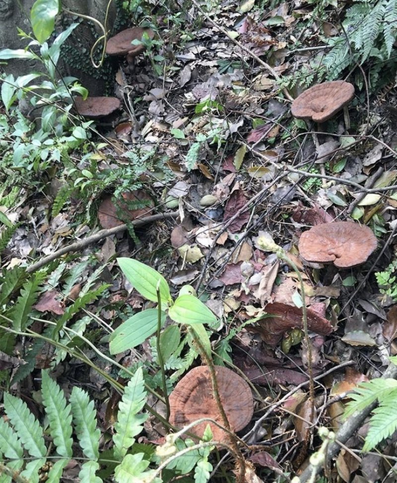 灵芝紫灵芝防野生不苦味浓有大货，欢迎咨询