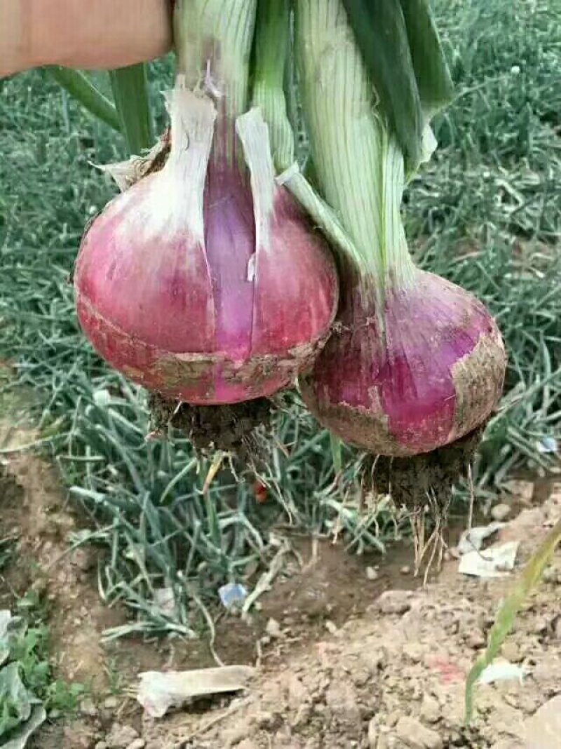 洋葱