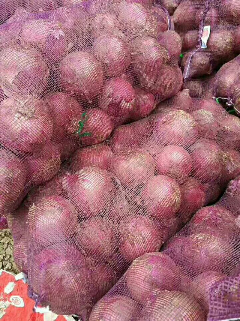 洋葱