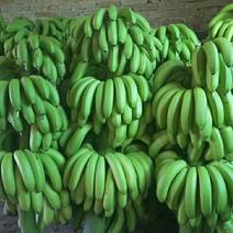 巴西香蕉一级16斤包邮，质量稳定可靠，诚交四海客商