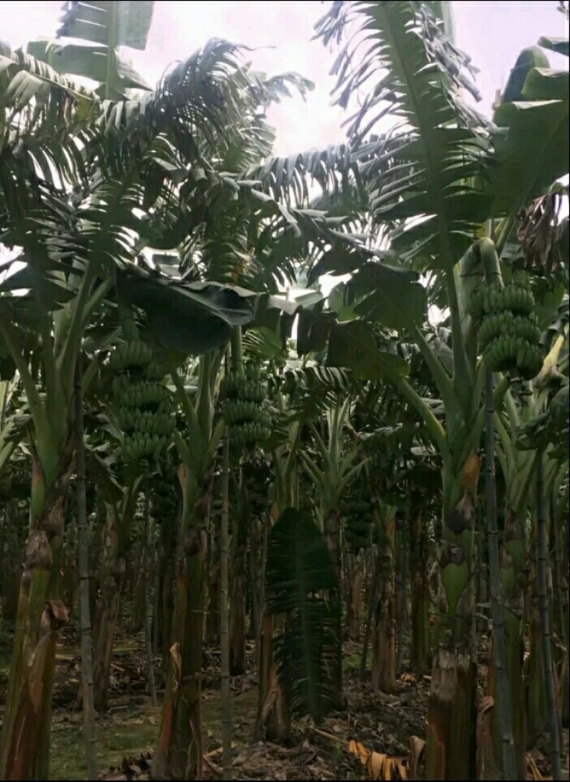 巴西香蕉一级16斤包邮，质量稳定可靠，诚交四海客商