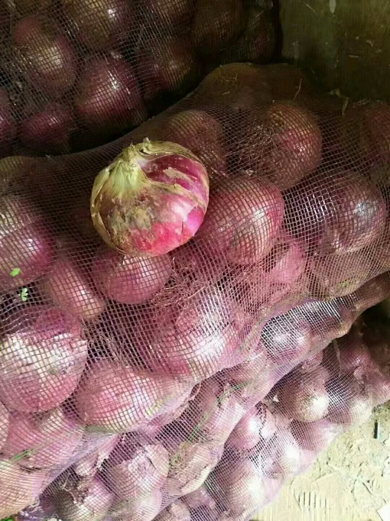 葱蒜类
