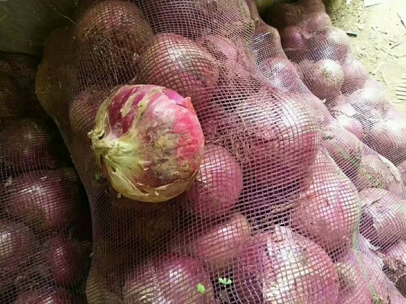葱蒜类