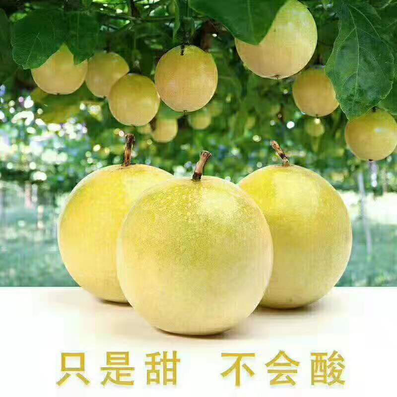 百香果黄金百香果实力一件代发日5000单真正源头货