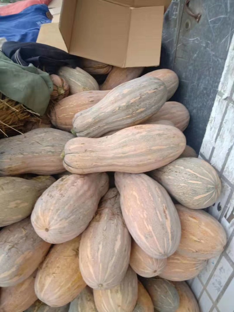 蜜本南瓜，养猪场的南瓜都有，需要的联系我