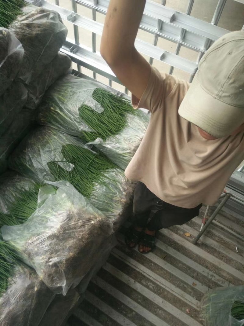 云南精品香葱小葱，产地直销质量高，价格好，稳定供货全国