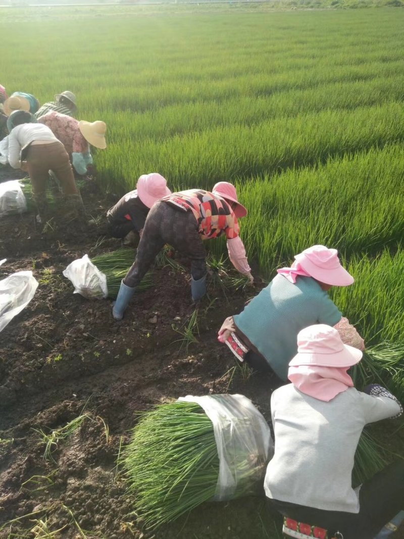 云南精品香葱小葱，产地直销质量高，价格好，稳定供货全国