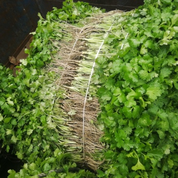 大叶香菜30-35cm，可打冷，打包装箱