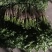 大叶香菜30-35cm，可打冷，打包装箱