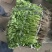大叶香菜30-35cm，可打冷，打包装箱
