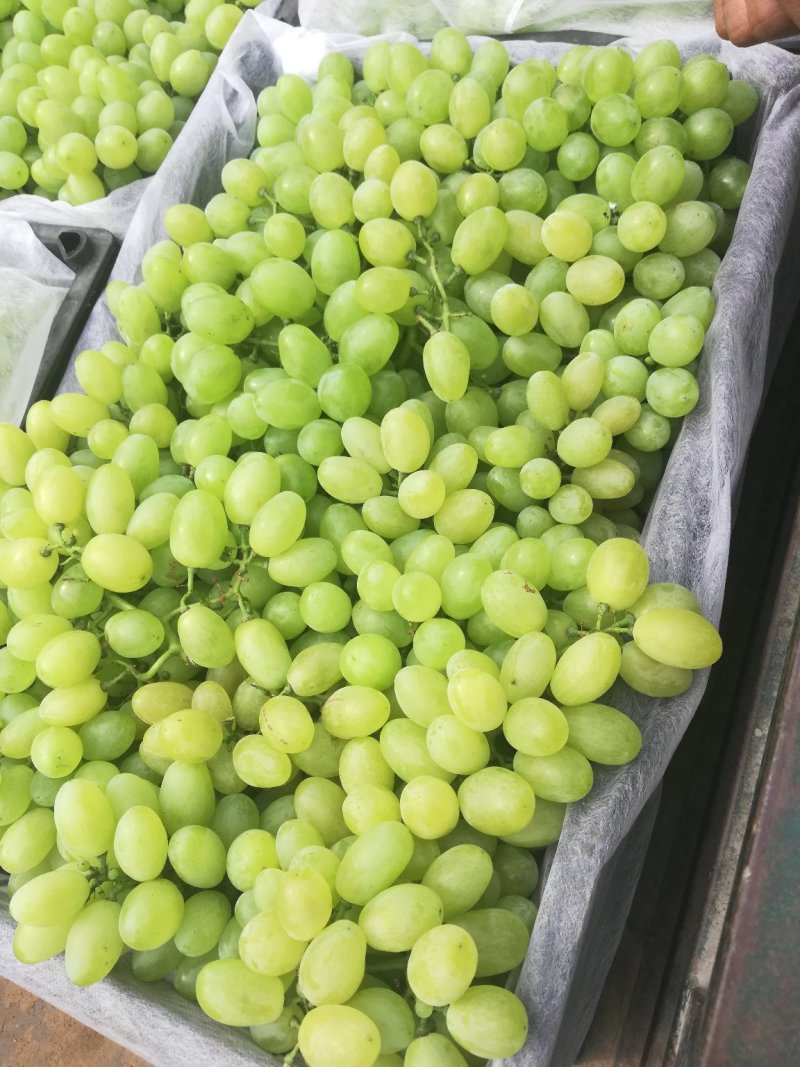 （青提）维多利亚葡萄大量上市，甜度高，肉厚多汁，货源充足