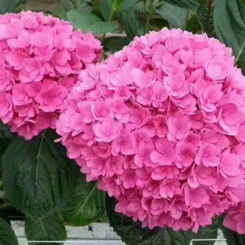 八仙花种苗无尽夏花海打造阳台种植，盆栽种植