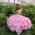 八仙花种苗无尽夏花海打造阳台种植，盆栽种植
