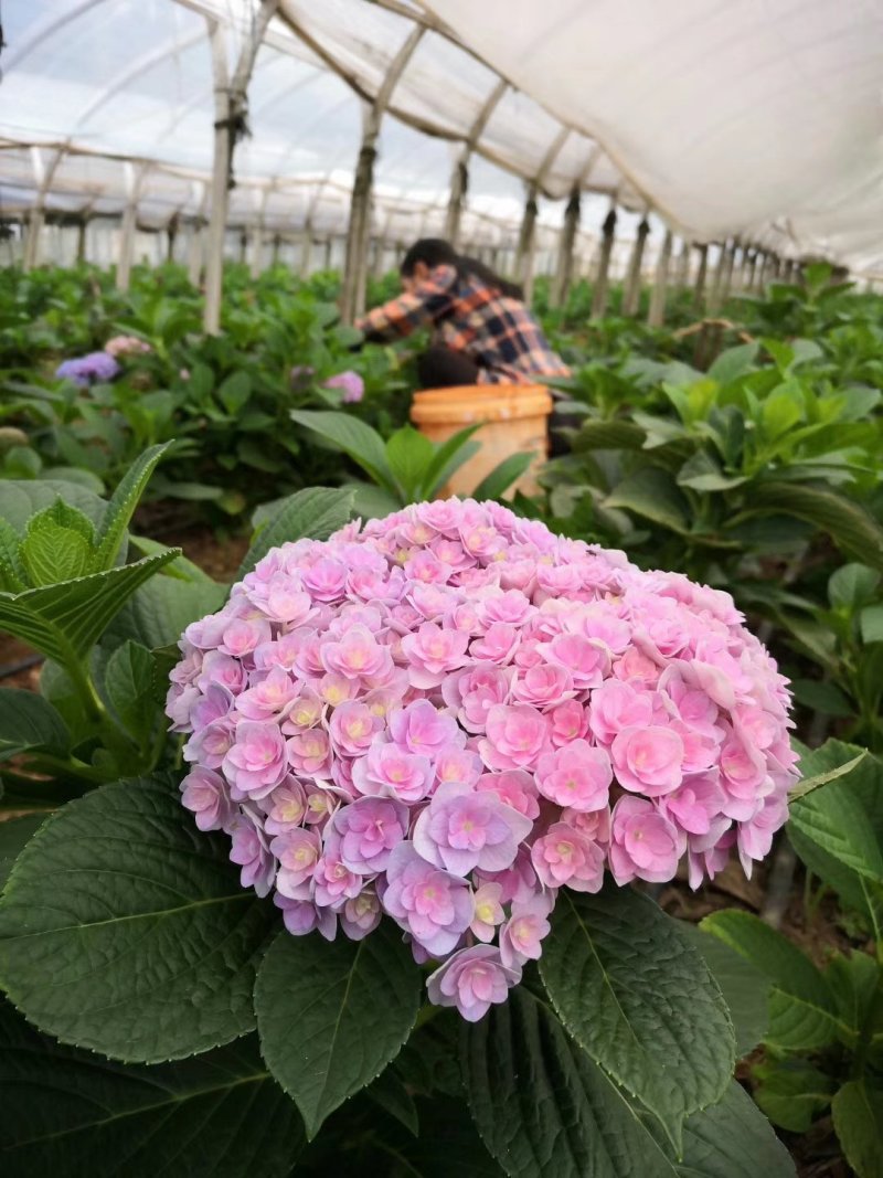 八仙花种苗无尽夏花海打造阳台种植，盆栽种植