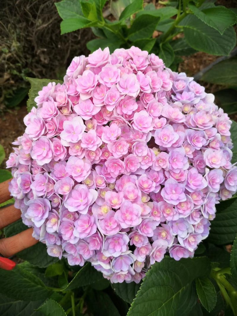 八仙花种苗无尽夏花海打造阳台种植，盆栽种植