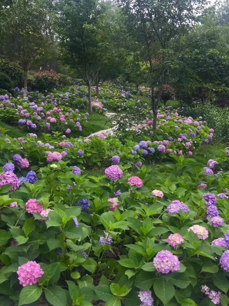 八仙花种苗无尽夏花海打造阳台种植，盆栽种植