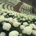 八仙花种苗无尽夏花海打造阳台种植，盆栽种植