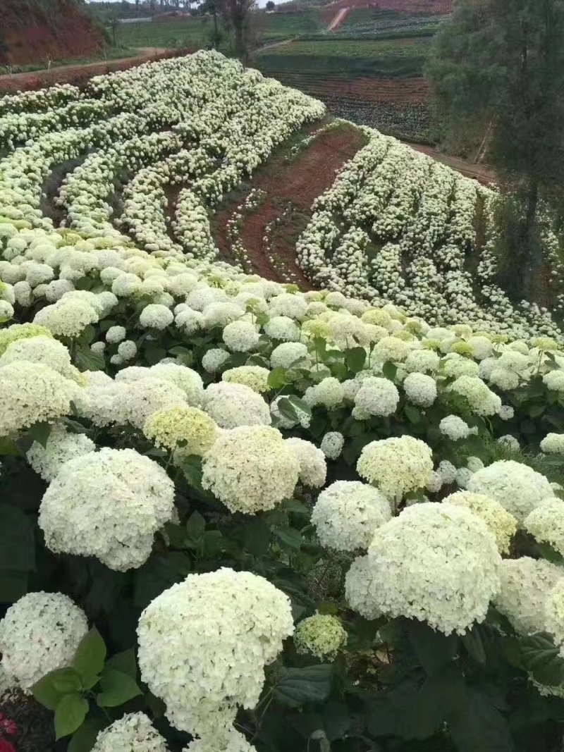 八仙花种苗无尽夏花海打造阳台种植，盆栽种植