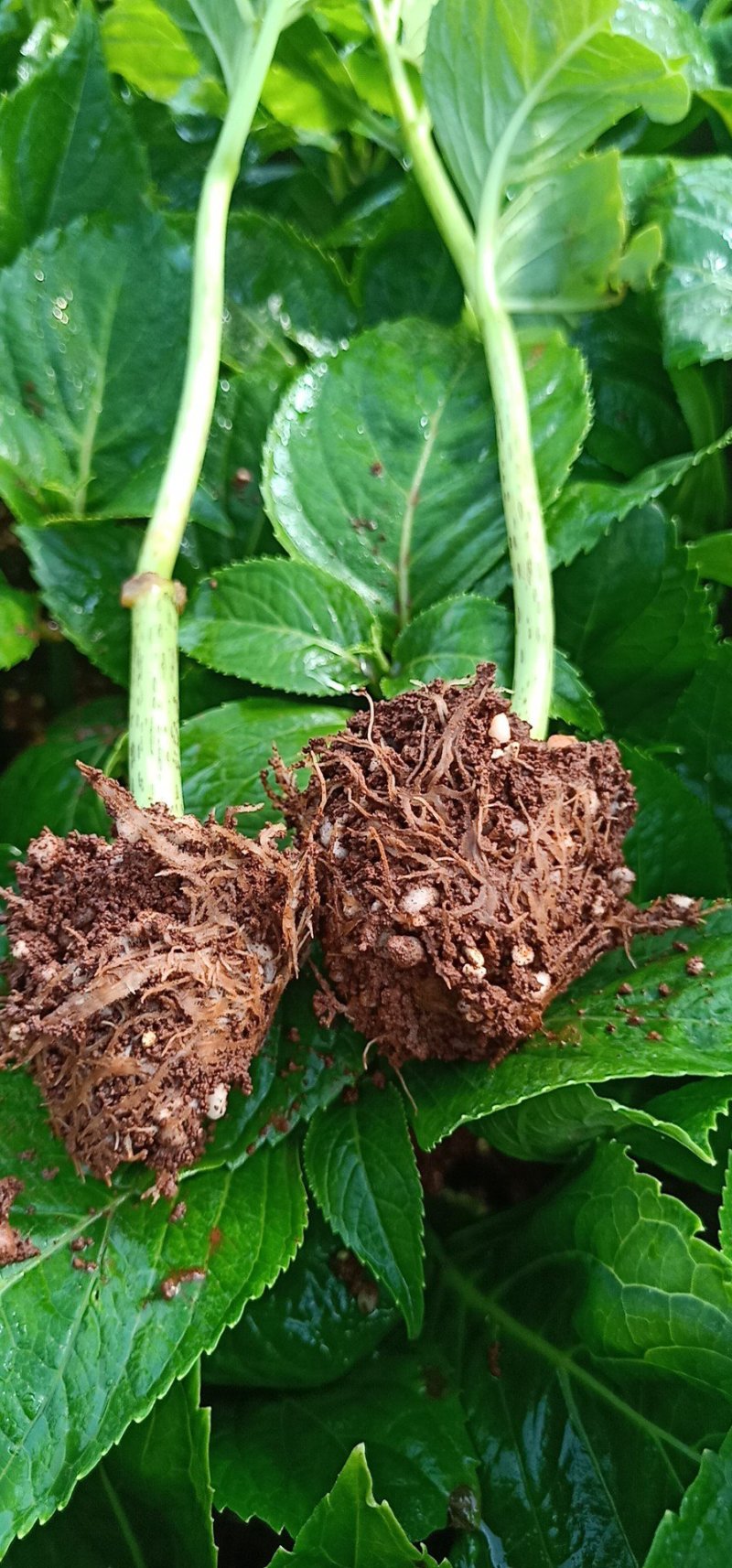 八仙花种苗无尽夏花海打造阳台种植，盆栽种植