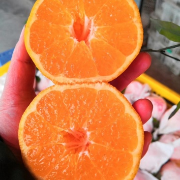 大雅柑1号柑桔，品种优良质量保证，可以签合同