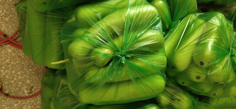 瓠子