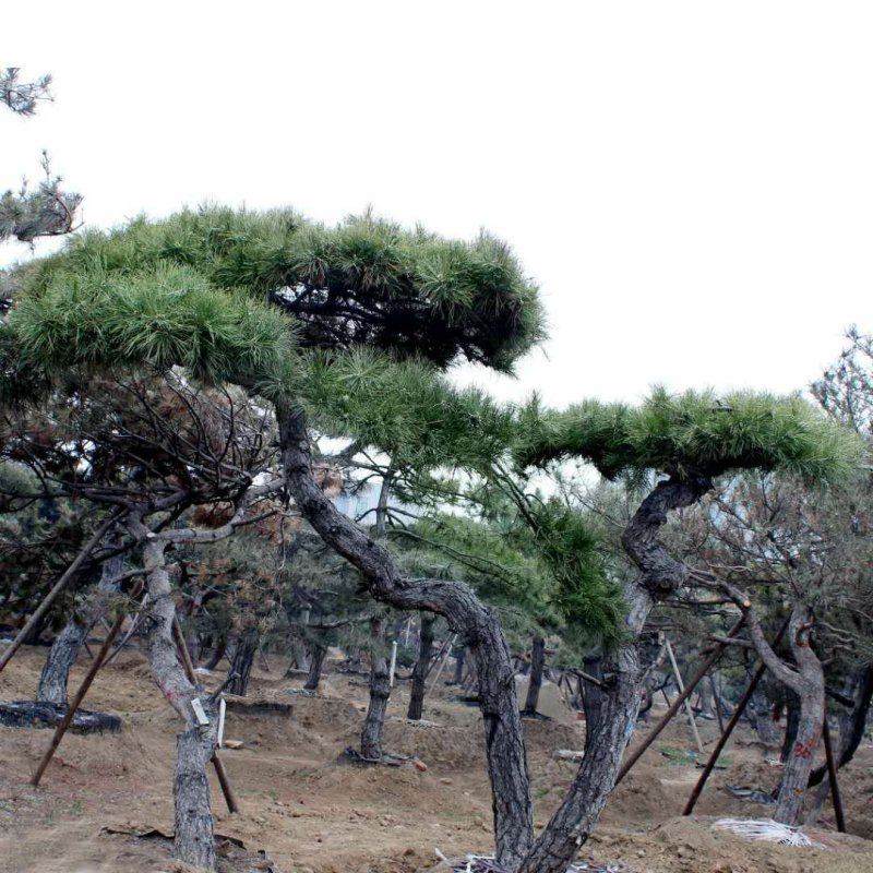 常年供应造型松树8—10公分黑松油松松树