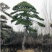 常年供应造型松树8—10公分黑松油松松树