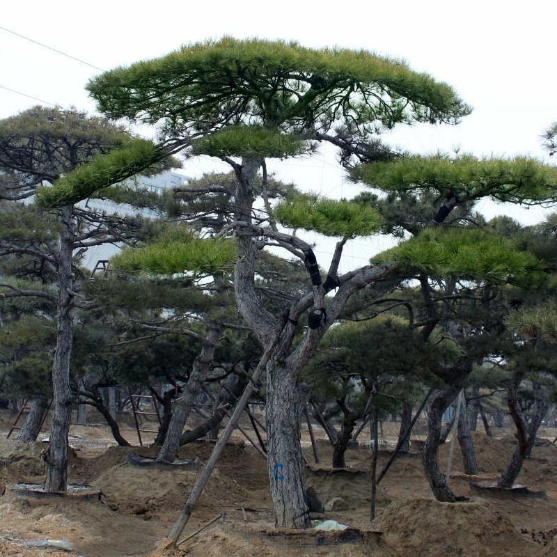 常年供应造型松树8—10公分黑松油松松树