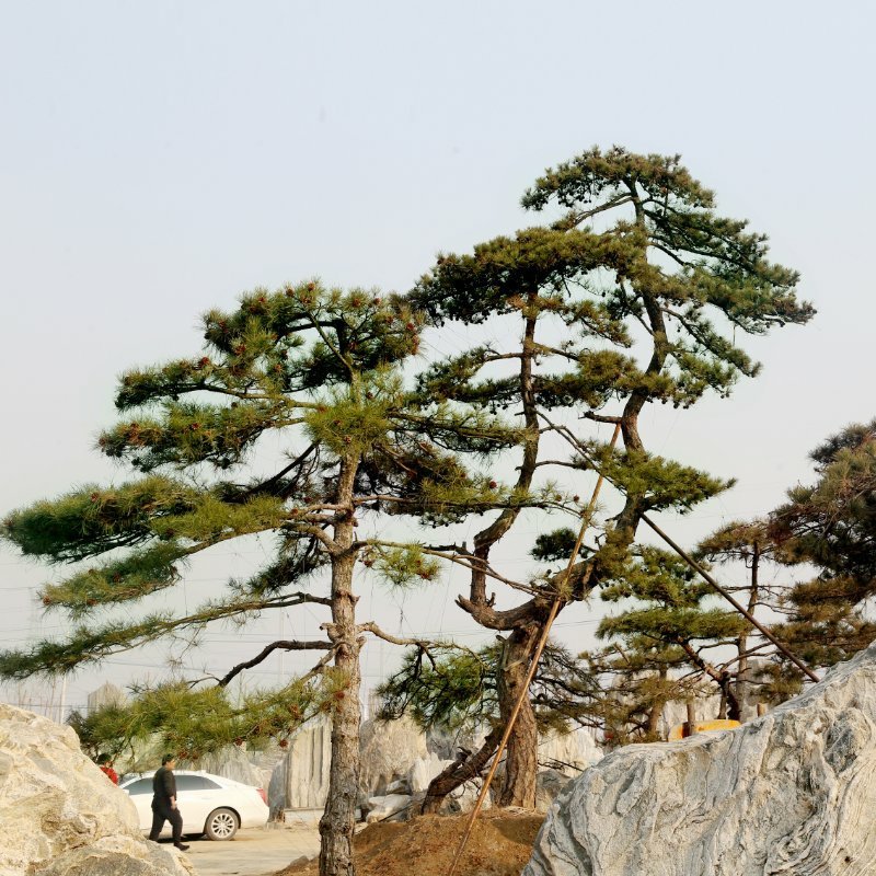 常年供应造型松树8—10公分黑松油松松树