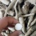 无流白芷各种规格
