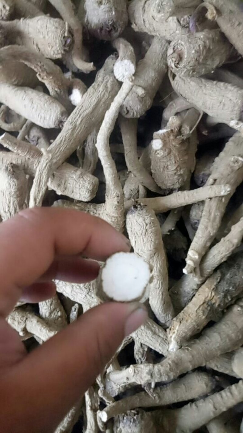 无流白芷各种规格