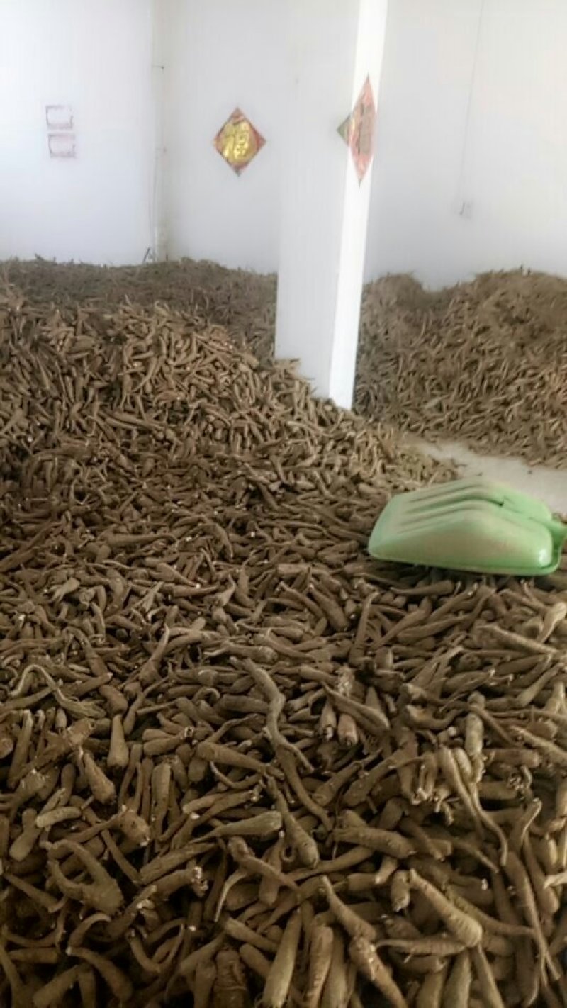 无流白芷各种规格