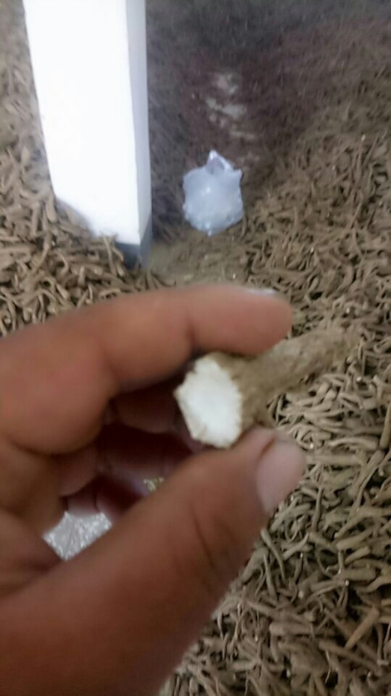 无流白芷各种规格